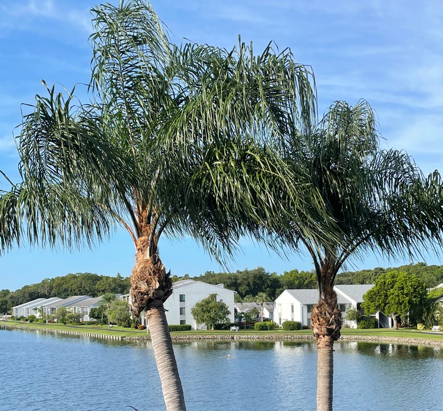 Pine Ridge Condominium